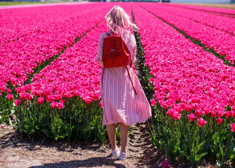 Tulipánszüret Kőröshegyen, 2020. április 9-13.