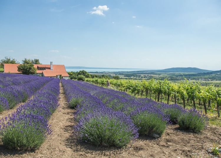 Két hétvégére is megnyit a Balaton legtitkosabb levendulása – 2021. június 18-20. és június 25-27.