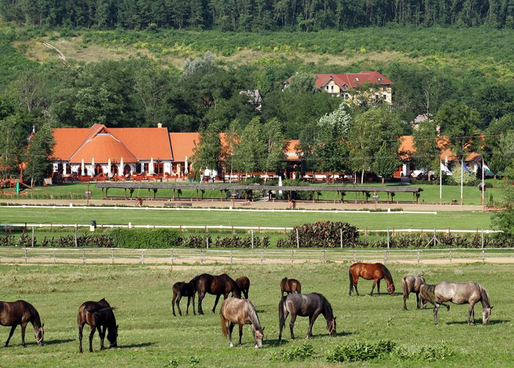 Terepkerékpáros nap a domonyvölgyi Lázár Lovasparkban, 2021. június 13.