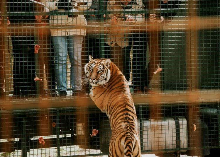 Ragadozószafarival bővült a nagykőrösi autós állatpark