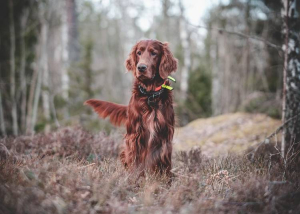 Állatok Világnapja: őszi túrák veszélyeire figyelmeztetnek a szakértők