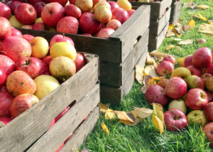 Fillérekért veszik az almát az élelmes magyarok: mutatjuk, hol juthatsz hozzá olcsón