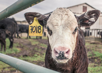 Kompenzációt igényelhetnek az agrárcégek a megnövekedett építőanyagárak miatt