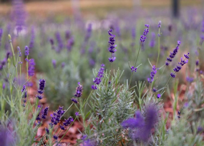Már látogatható Budapest első levendulaparkja