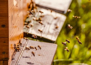Méhészet okosan: a kaptárak nemcsak mézet, hanem adatot is gyűjtenek