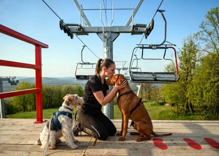 Új nyári desztináció születik a Balaton felett: egyedülálló kutyás élménypark nyílik Eplényben