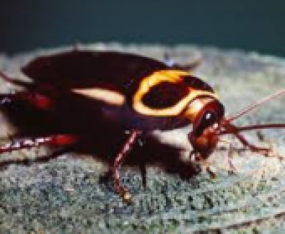 A "csótány" cégeké a jövő