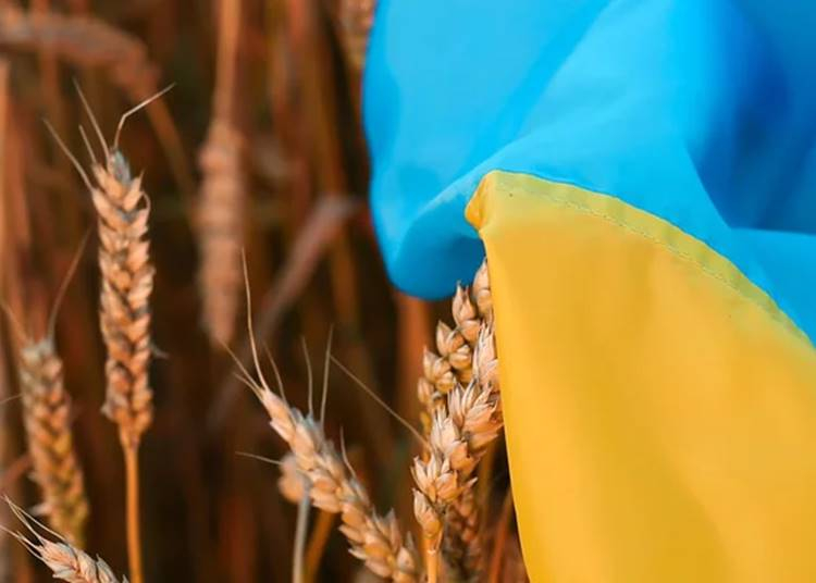 Hazánkban is árulják az oroszok az ukrajnai termőföldjeiket