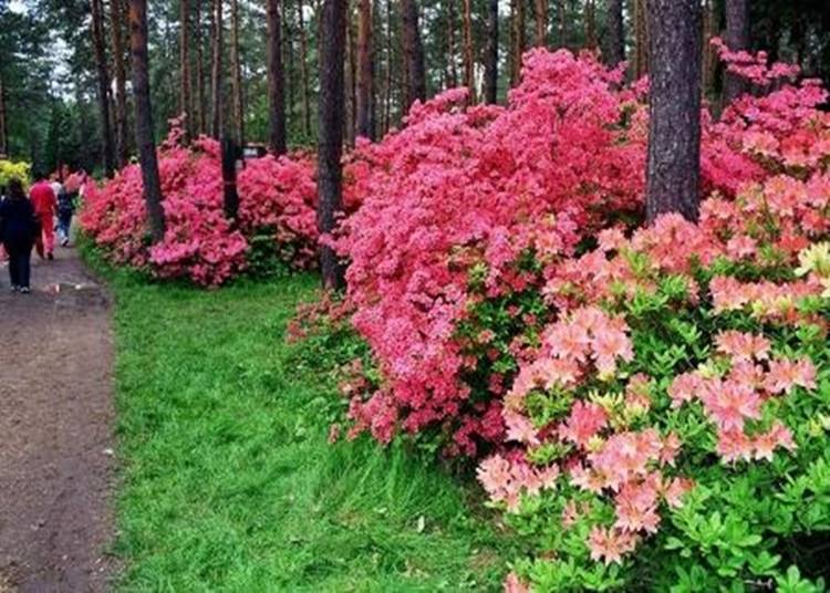 Rhododendron virágzás a Jeli Arborétumban, 2024. május 10-31.