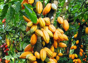 Szép ajándék a kakaó árának zuhanása – de a csokoládé ára csak jövőre követheti