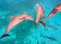 Egyiptom turizmusa lehet az iráni konfliktus nyertese