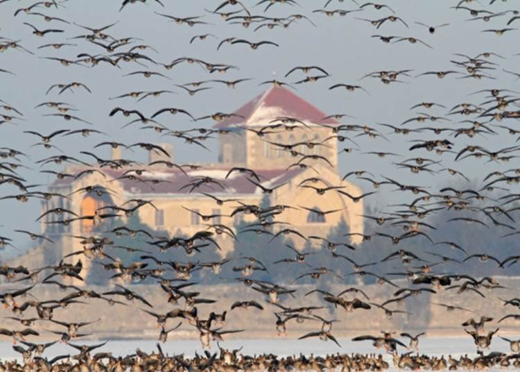 Lőttek Tatán a híres vadlúd sokadalomnak