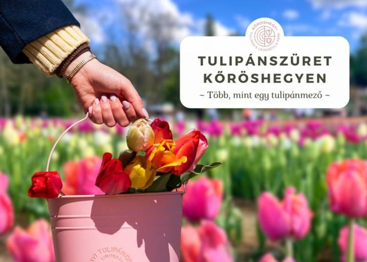 Tulipánszüret Kőröshegyen