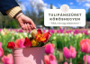Tulipánszüret Kőröshegyen