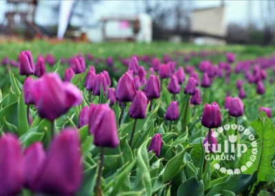 TulipGarden Tisza-tó Virágszüret – Abádszalók, 2023. április 7-10.