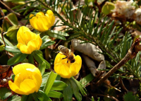 17 magyarországi arborétum ahol pompázó virágmezőt láthatunk