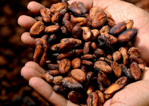 Rendet rakna a kakaópiacon a kitermelés 60 százalékát adó két ország