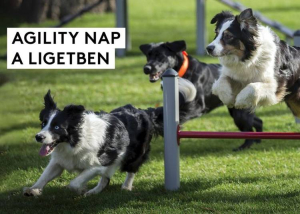 Agility nap a Ligetben, 2024. április 28.